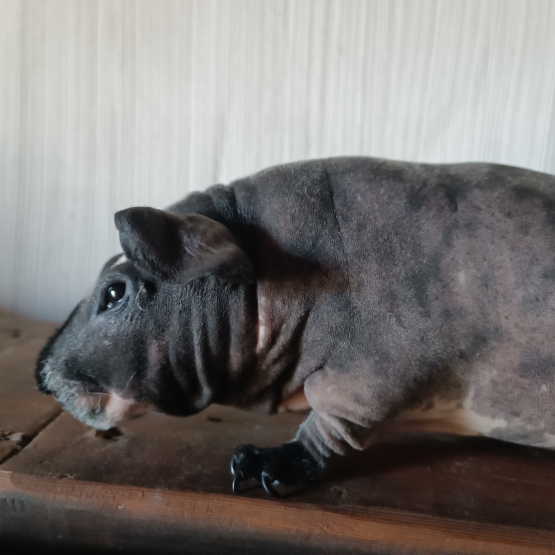 Image pour l'annonce Cochon d'Inde skinny