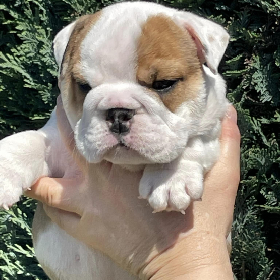Image pour l'annonce vend chiot bulldog anglais