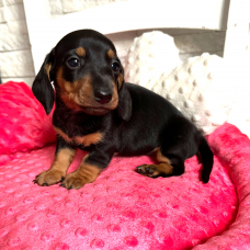 Image pour l'annonce Chiot teckel nain