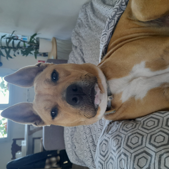 Image pour l'annonce Femelle staffie