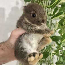 Image pour l'annonce Véritables lapins nains bébés d’élevage sélectif