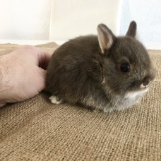 Image pour l'annonce Véritables lapins nains bébés d’élevage sélectif