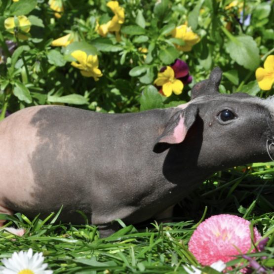 Image pour l'annonce Couplé de Cochon D'inde SKINNY +300€ de matériel dont cage
