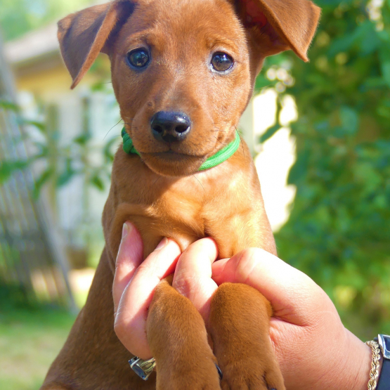 Image pour l'annonce Pinscher nain