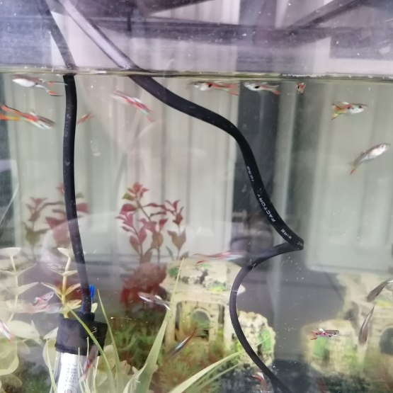 Image pour l'annonce Poissons d'aquarium Guppy Endler / Guppys mâles