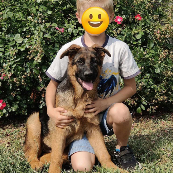 Image pour l'annonce Chiots Berger Allemand