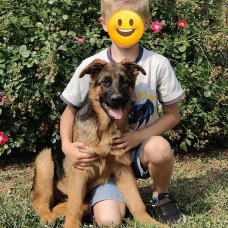 Image pour l'annonce Chiots Berger Allemand