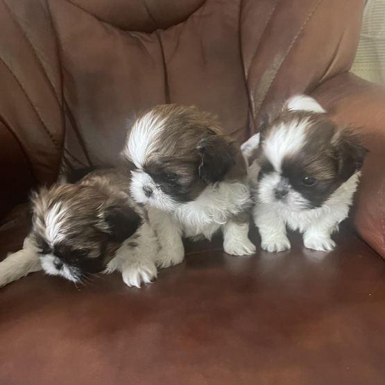 Image pour l'annonce Adorables chiots shih tzu