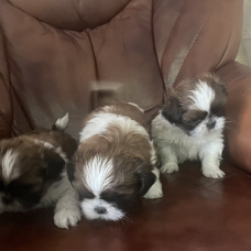 Image pour l'annonce Adorables chiots shih tzu