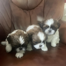 Image pour l'annonce Adorables chiots shih tzu