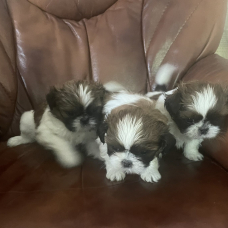 Image pour l'annonce Adorables chiots shih tzu