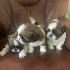 Image pour l'annonce Adorables chiots shih tzu