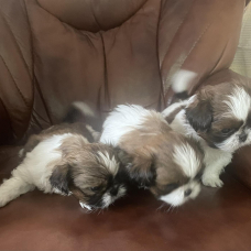 Image pour l'annonce Adorables chiots shih tzu