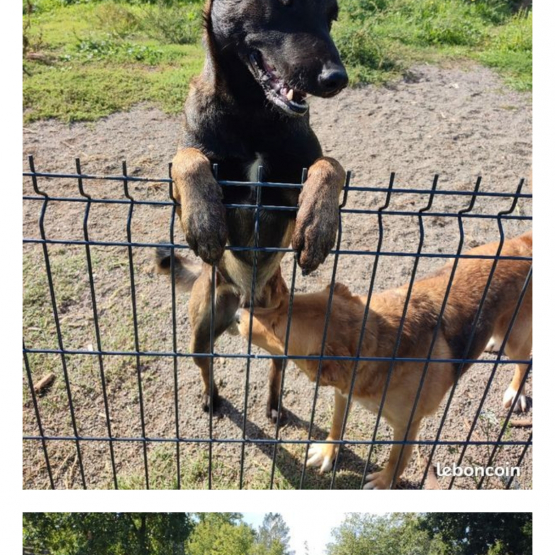 Image pour l'annonce donne malinois