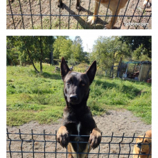 Image pour l'annonce donne malinois