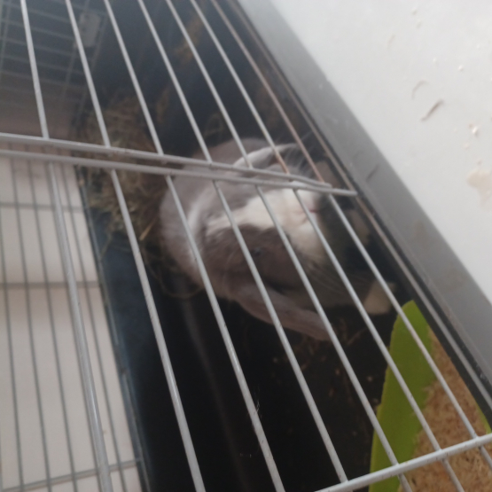 Image pour l'annonce Vend lapin mi ilopplus cage