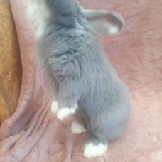 Image pour l'annonce Vend lapin mi ilopplus cage