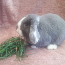 Image pour l'annonce Vend lapin mi ilopplus cage