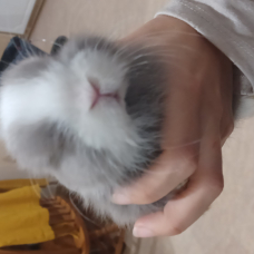 Image pour l'annonce Vend lapin mi ilopplus cage