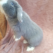 Image pour l'annonce Vend lapin mi ilopplus cage
