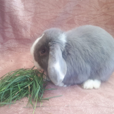 Image pour l'annonce Vend lapin mi ilopplus cage