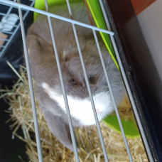 Image pour l'annonce Vend lapin mi ilopplus cage