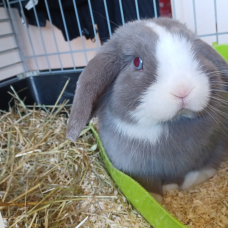Image pour l'annonce Vend lapin mi ilopplus cage