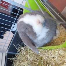 Image pour l'annonce Vend lapin mi ilopplus cage
