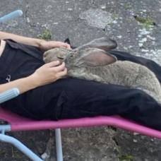 Image pour l'annonce lapin géant des Flandres pure race prix à négocier