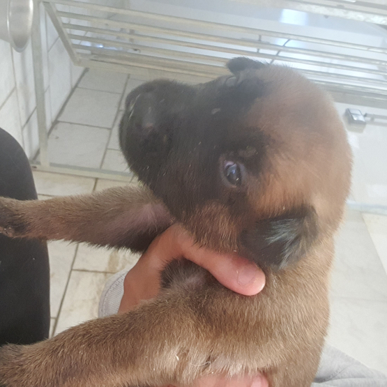 Image pour l'annonce Vends chiot malinois