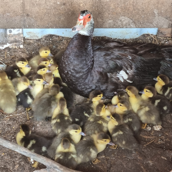 Image pour l'annonce Vends canards de barbarie
