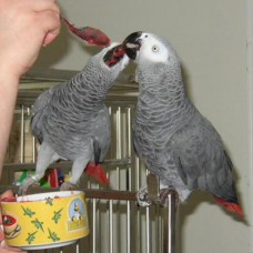 Image pour l'annonce Couple de Perroquet gris du Gabon