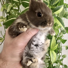 Image pour l'annonce Véritables lapins nains bébés d’élevage sélectif