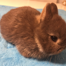 Image pour l'annonce Véritables lapins nains bébés d’élevage sélectif