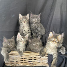 Image pour l'annonce Chatons Maine Coon LOOF élevés en famille