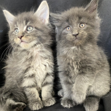 Image pour l'annonce Chatons Maine Coon LOOF élevés en famille