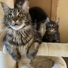 Image pour l'annonce 7 Chatons Maine Coon LOOF élevés en famille