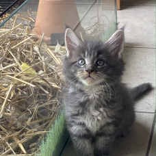 Image pour l'annonce 7 Chatons Maine Coon LOOF élevés en famille