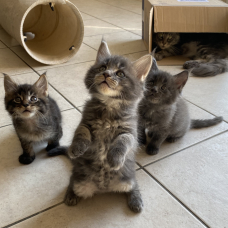 Image pour l'annonce 7 Chatons Maine Coon LOOF élevés en famille