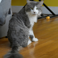Image pour l'annonce Saille maine coon loof
