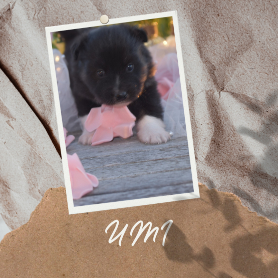 Image pour l'annonce Vend chiots finnois de Laponie