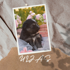 Image pour l'annonce Vend chiots finnois de Laponie