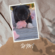 Image pour l'annonce Vend chiots finnois de Laponie