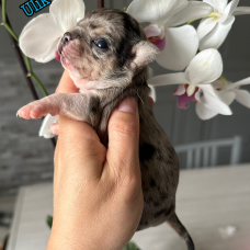 Image pour l'annonce chiot chihuahua