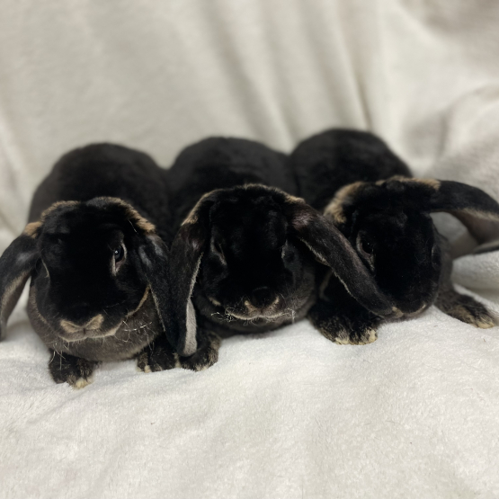 Image pour l'annonce lapin nain bélier rex