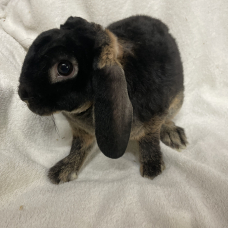 Image pour l'annonce lapin nain bélier rex