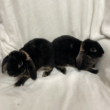 Image pour l'annonce lapin nain bélier rex