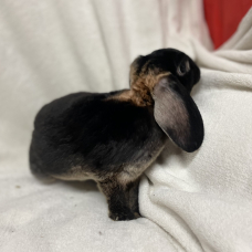 Image pour l'annonce lapin nain bélier rex