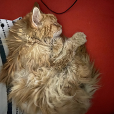 Image pour l'annonce Chats Main Coon à adopter