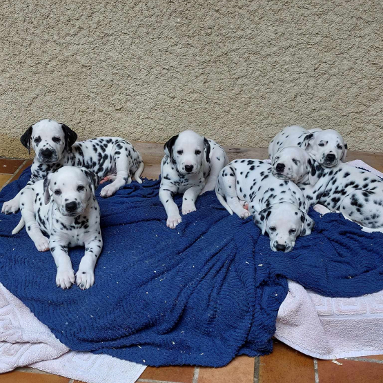 Image pour l'annonce Chiots dalmatiens LOF